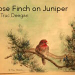 Rose Finch on Juniper • by Truc Deegan
